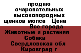 продаю очаровательных высокопородных щенков мопса › Цена ­ 20 000 - Все города Животные и растения » Собаки   . Свердловская обл.,Кировград г.